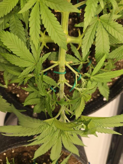 🍋Monster Lemon Cherry Gelato🍒🍦. Week 3 - 💪