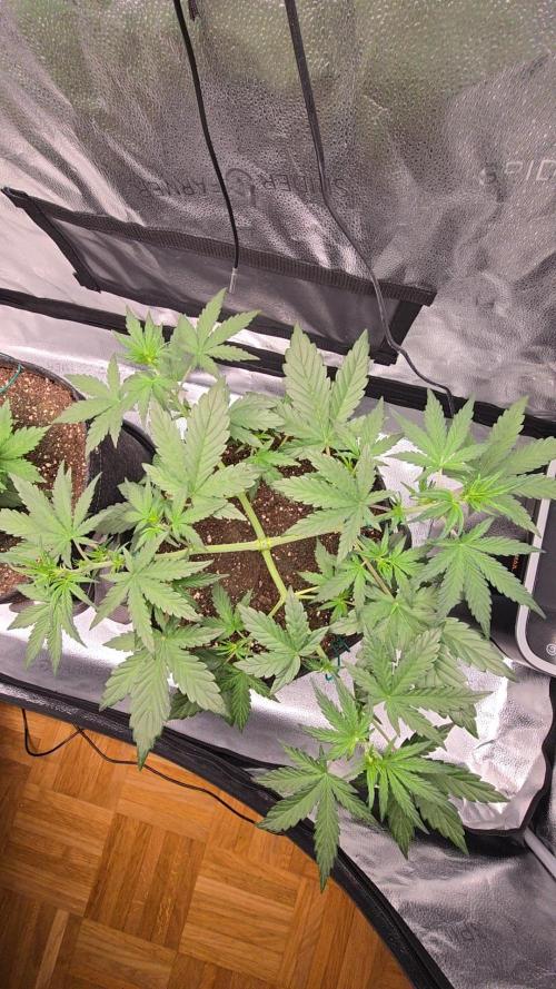 🍊Orange Sherbert Auto🍧. Week 4 - LST well done