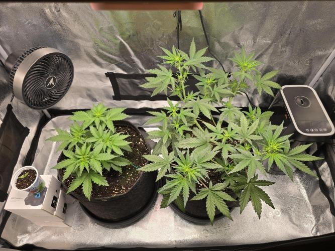 🍊Orange Sherbert Auto🍧. Week 4 - left plant is much younger than the right one