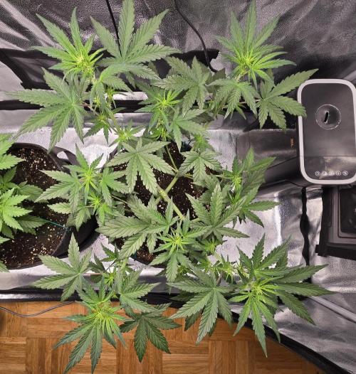 🍊Orange Sherbert Auto🍧. Week 4
