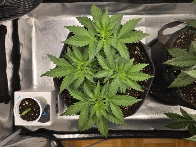 🍊Orange Sherbert Auto🍧. Week 4 - nice canopy haha