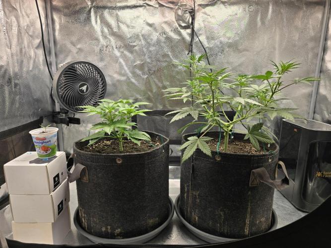 🍊Orange Sherbert Auto🍧. Week 4