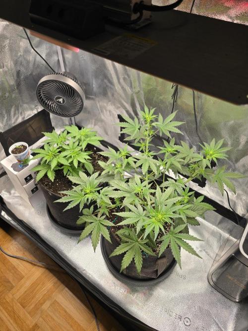 🍊Orange Sherbert Auto🍧. Week 4