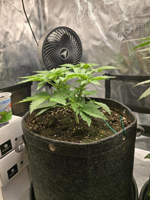 🍊Orange Sherbert Auto🍧. Week 4