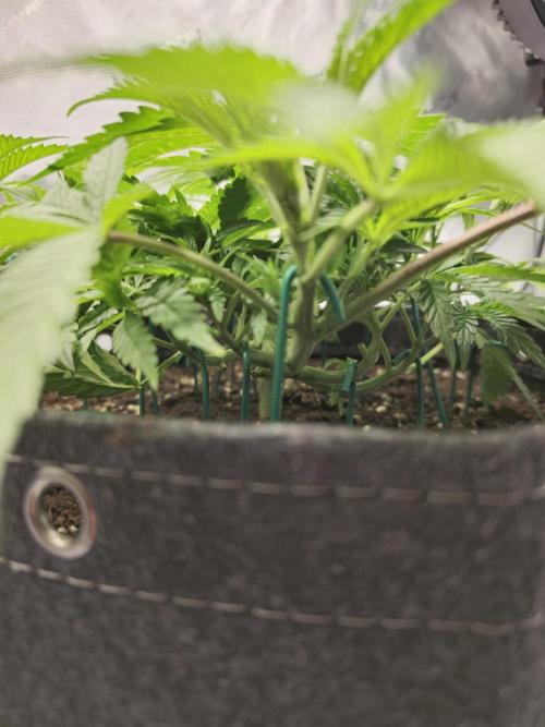 🍋Monster Lemon Cherry Gelato🍒🍦. Week 4 - training right plant