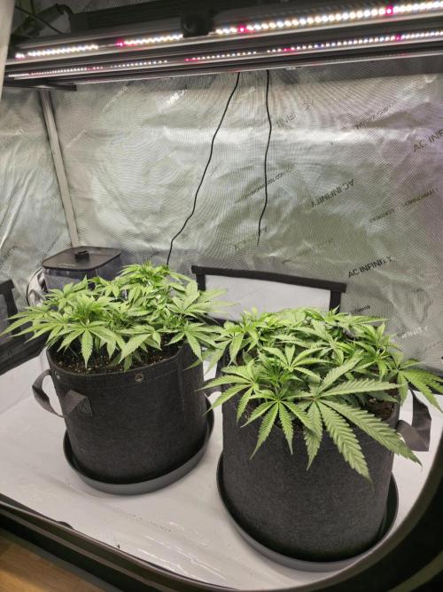 🍋Monster Lemon Cherry Gelato🍒🍦. Week 4 - both plants in a pic