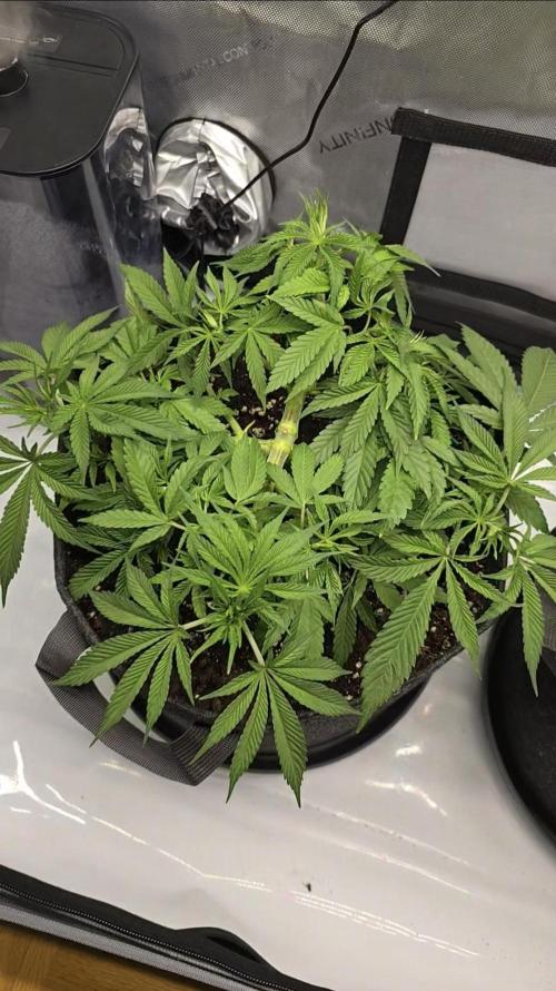 🍋Monster Lemon Cherry Gelato🍒🍦. Week 4 - 💚