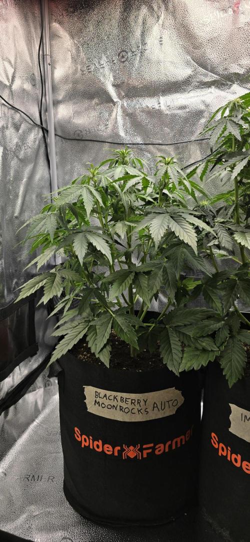 🔥3 Strains Chaos - Anesia Seeds grow. Week 5 - Blackberry Moonrocks Day 29