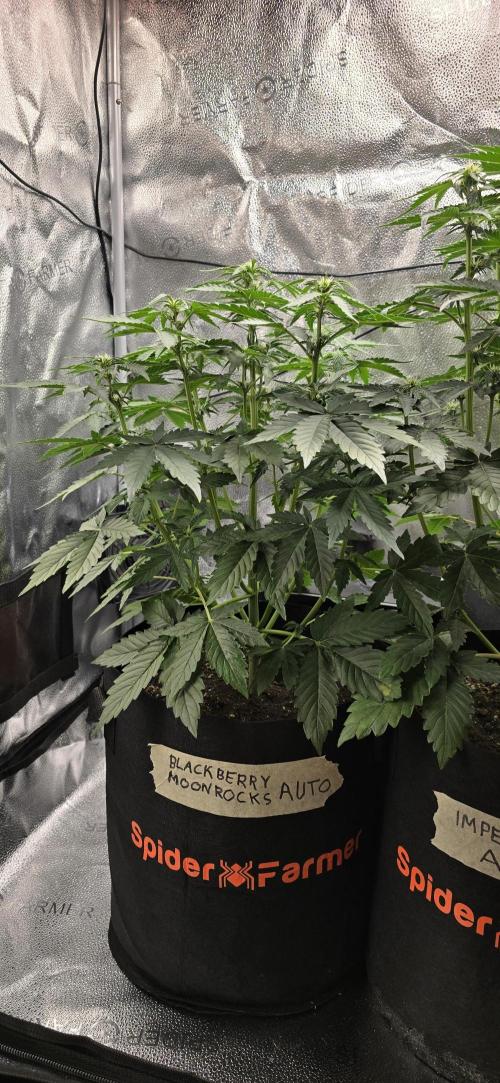 🔥3 Strains Chaos - Anesia Seeds grow. Week 5 - Blackberry Moonrocks Day 30
