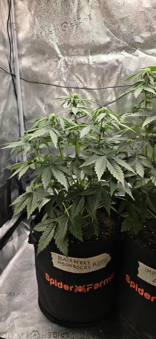 🔥3 Strains Chaos - Anesia Seeds grow. Week 5 - Blackberry Moonrocks Day 31