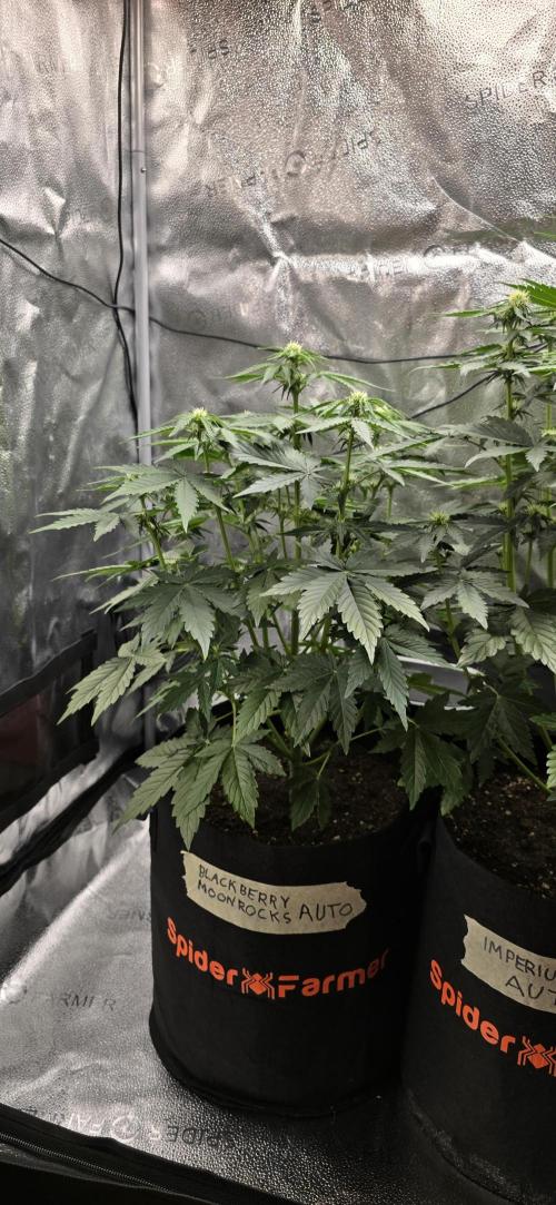 🔥3 Strains Chaos - Anesia Seeds grow. Week 5 - Blackberry Moonrocks Day 32