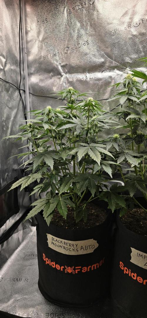 🔥3 Strains Chaos - Anesia Seeds grow. Week 5 - Blackberry Moonrocks Day 33