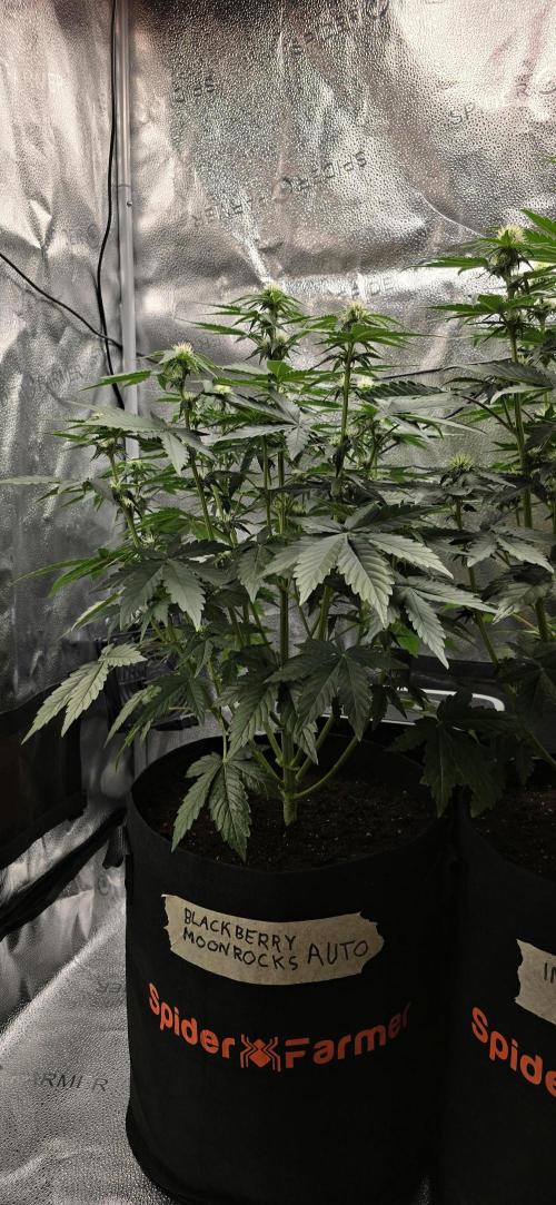 🔥3 Strains Chaos - Anesia Seeds grow. Week 5 - Blackberry Moonrocks Day 34