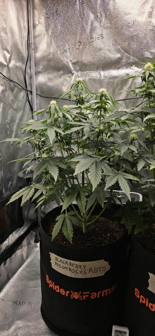 🔥3 Strains Chaos - Anesia Seeds grow. Week 5 - Blackberry Moonrocks Day 35