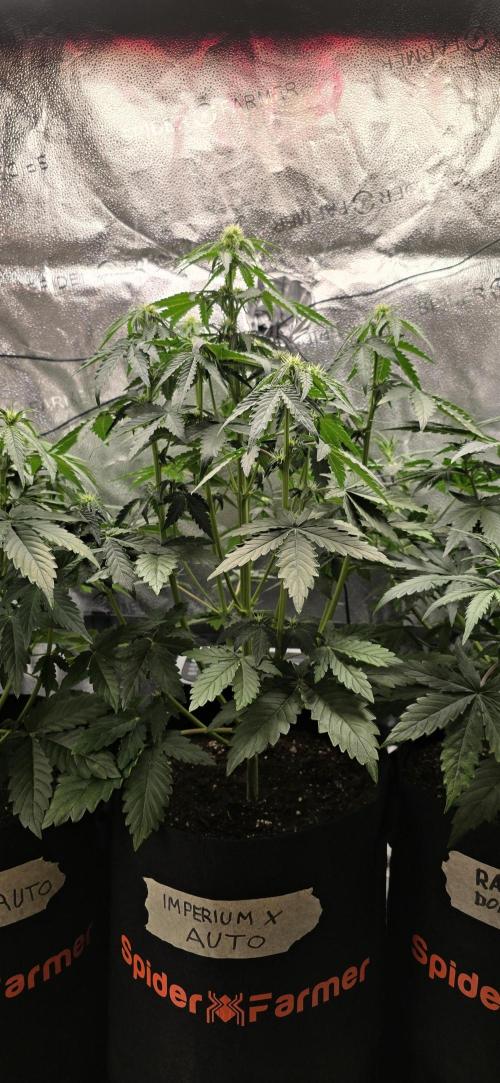 🔥3 Strains Chaos - Anesia Seeds grow. Week 5 - Imperium X Day 29