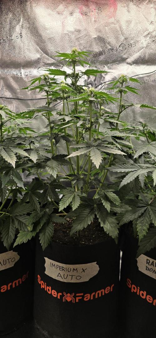 🔥3 Strains Chaos - Anesia Seeds grow. Week 5 - Imperium X Day 30