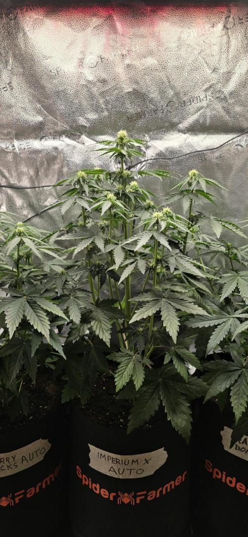 🔥3 Strains Chaos - Anesia Seeds grow. Week 5 - Imperium X Day 31
