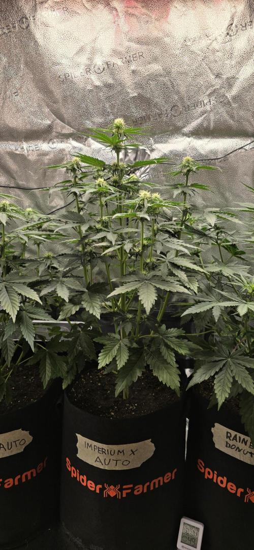 🔥3 Strains Chaos - Anesia Seeds grow. Week 5 - Imperium X Day 32