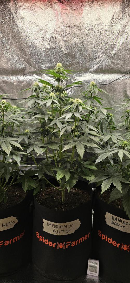 🔥3 Strains Chaos - Anesia Seeds grow. Week 5 - Imperium X Day 33