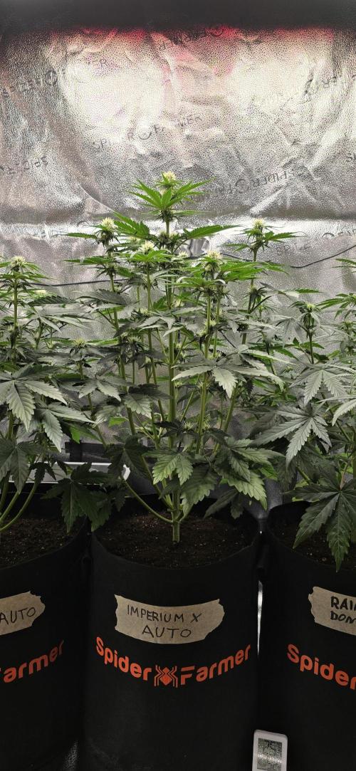 🔥3 Strains Chaos - Anesia Seeds grow. Week 5 - Imperium X Day 34
