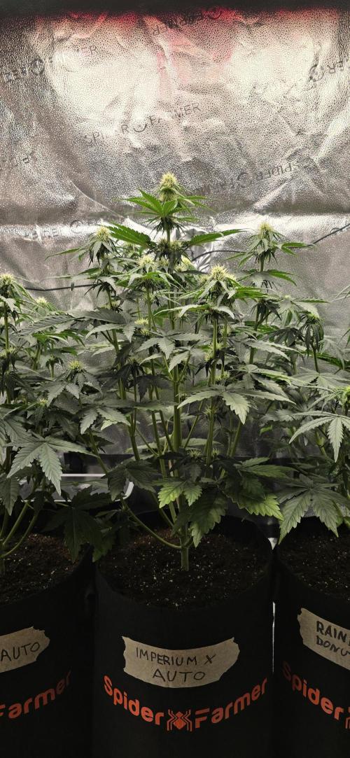 🔥3 Strains Chaos - Anesia Seeds grow. Week 5 - Imperium X Day 35
