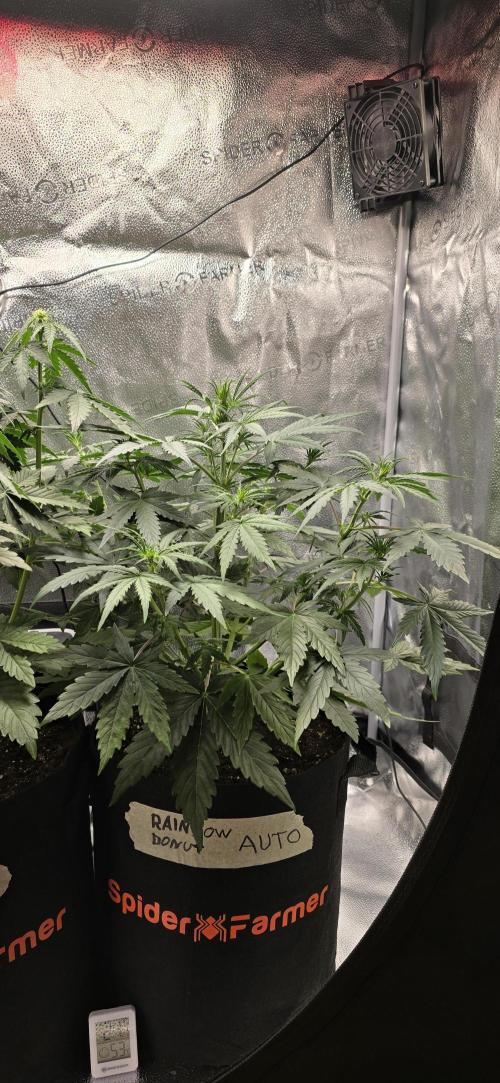 🔥3 Strains Chaos - Anesia Seeds grow. Week 5 - Rainbow Donut Day 29