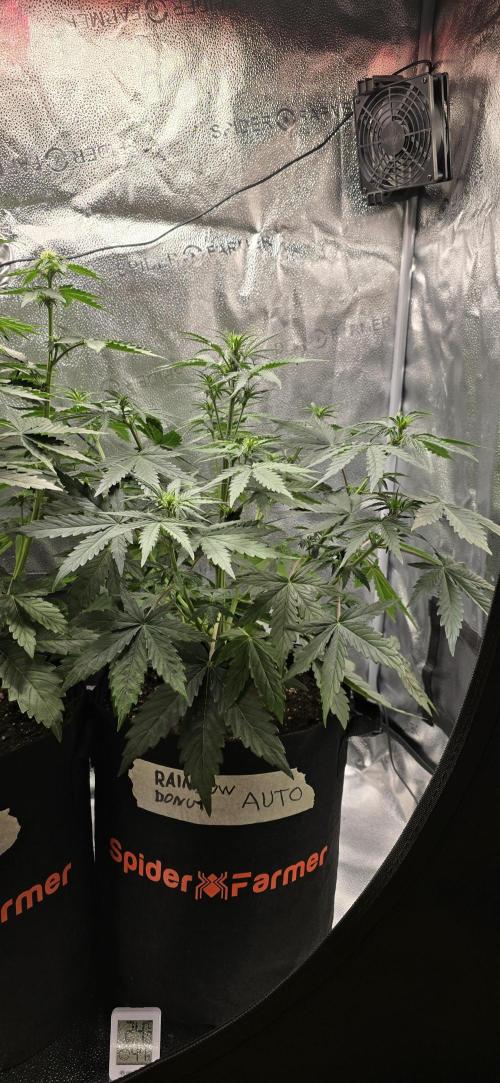 🔥3 Strains Chaos - Anesia Seeds grow. Week 5 - Rainbow Donut Day 30