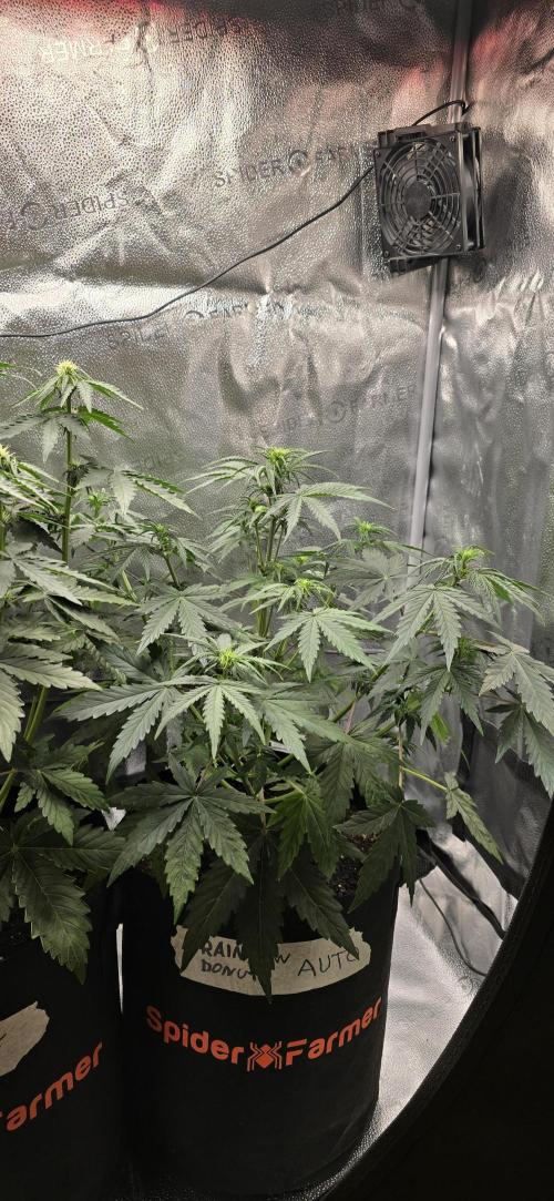 🔥3 Strains Chaos - Anesia Seeds grow. Week 5 - Rainbow Donut Day 31