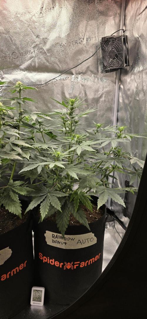 🔥3 Strains Chaos - Anesia Seeds grow. Week 5 - Rainbow Donut Day 32