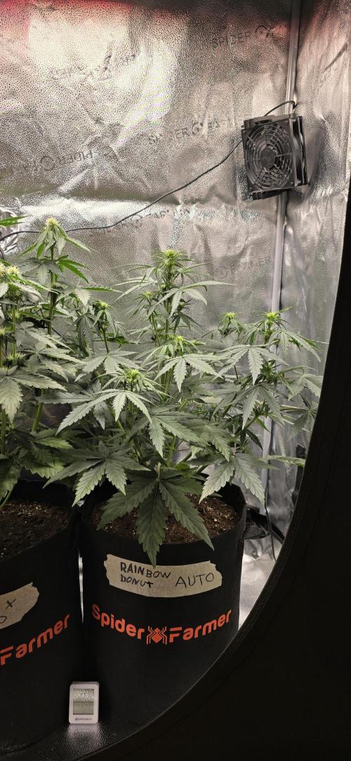 🔥3 Strains Chaos - Anesia Seeds grow. Week 5 - Rainbow Donut Day 33