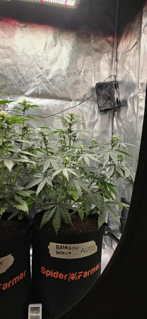 🔥3 Strains Chaos - Anesia Seeds grow. Week 5 - Rainbow Donut Day 34