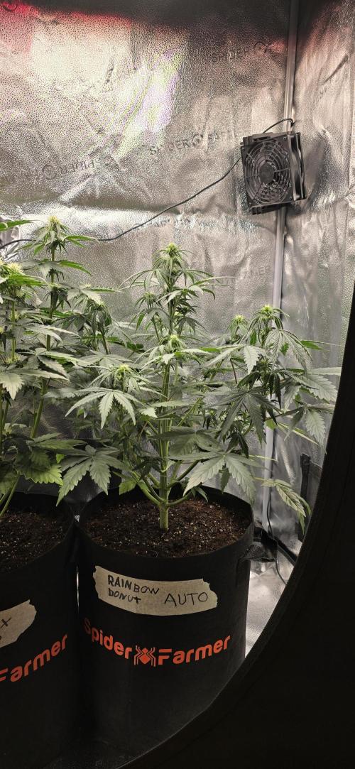 🔥3 Strains Chaos - Anesia Seeds grow. Week 5 - Rainbow Donut Day 35