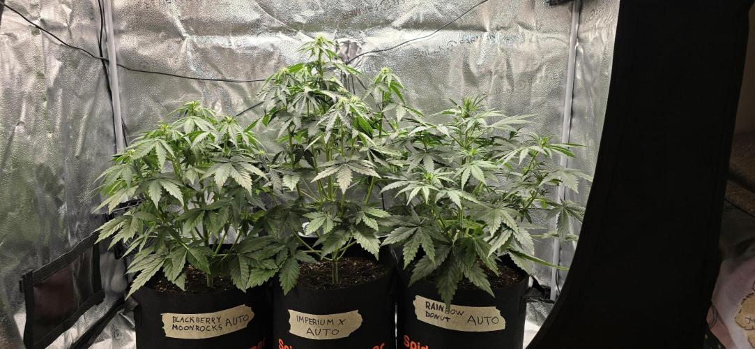 🔥3 Strains Chaos - Anesia Seeds grow. Week 5 - All 3 Day 29