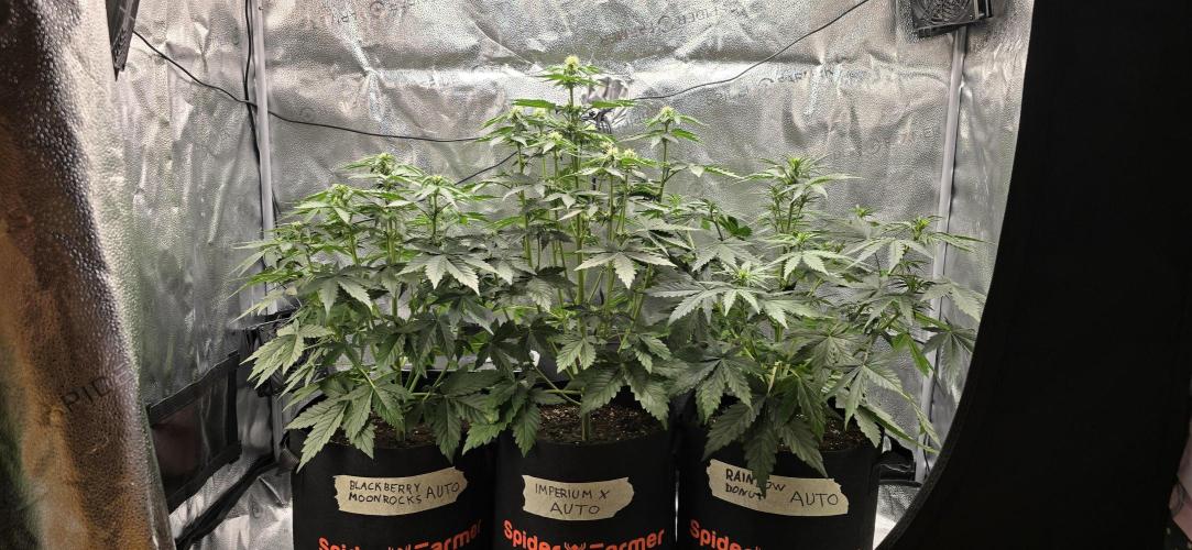 🔥3 Strains Chaos - Anesia Seeds grow. Week 5 - All 3 Day 30