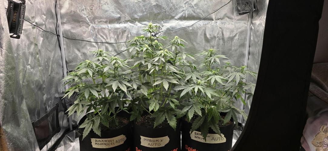 🔥3 Strains Chaos - Anesia Seeds grow. Week 5 - All 3 Day 31