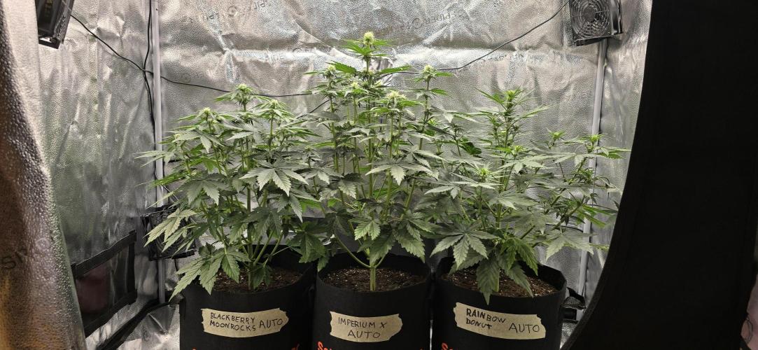 🔥3 Strains Chaos - Anesia Seeds grow. Week 5 - All 3 Day 32