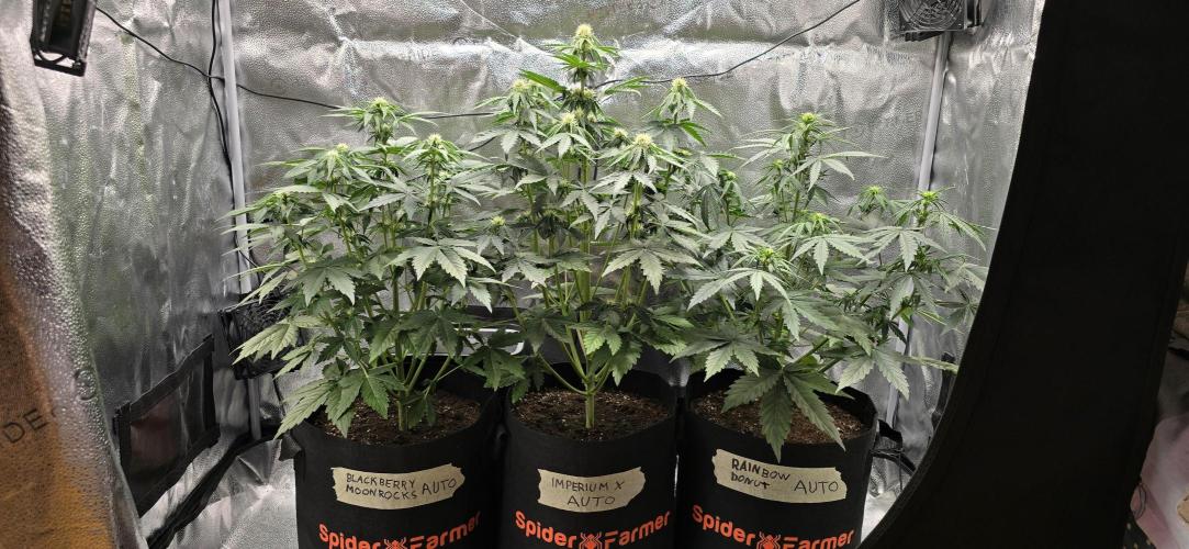 🔥3 Strains Chaos - Anesia Seeds grow. Week 5 - All 3 Day 33