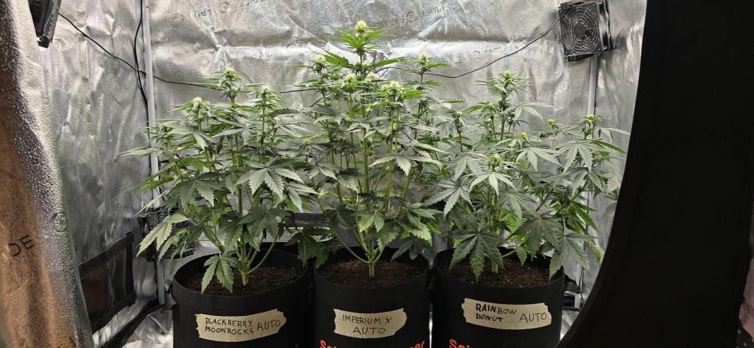 🔥3 Strains Chaos - Anesia Seeds grow. Week 5 - All 3 Day 34