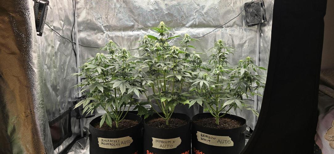 🔥3 Strains Chaos - Anesia Seeds grow. Week 5 - All 3 Day 35