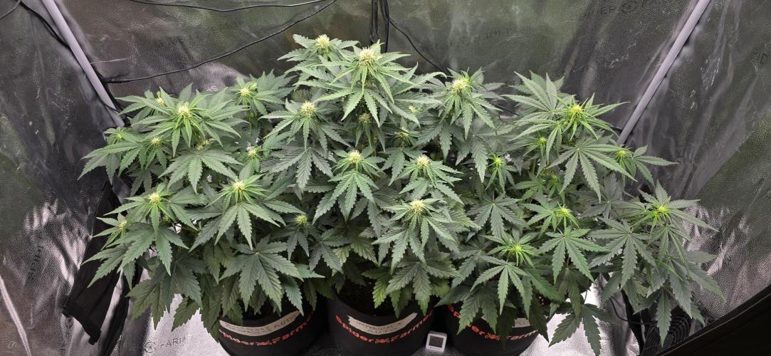 🔥3 Strains Chaos - Anesia Seeds grow. Week 5 - All 3 from above