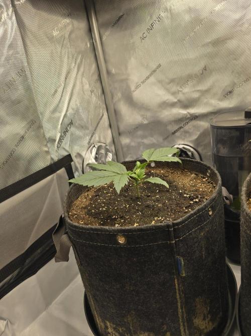 🍓RF3 Strawberry Gorilla🦍. Week 2 - left plant