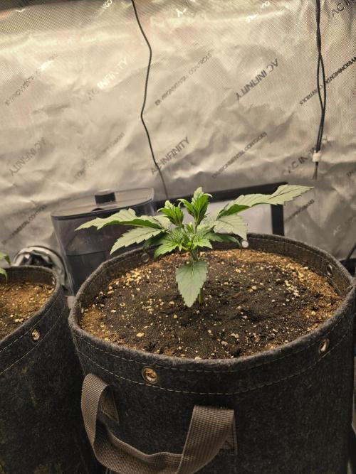 🍓RF3 Strawberry Gorilla🦍. Week 2 - middle plant