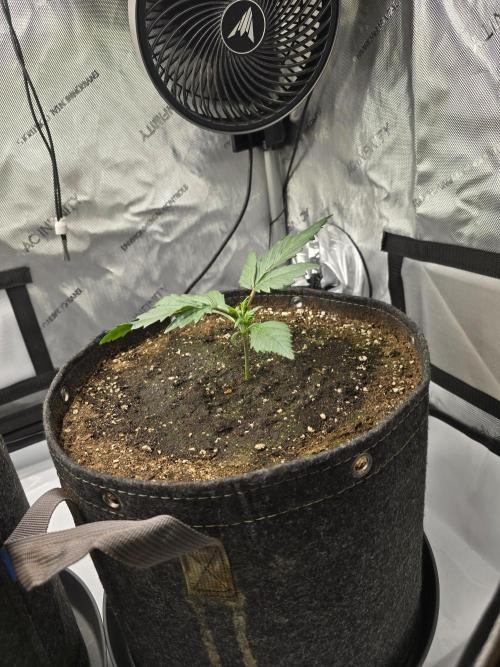 🍓RF3 Strawberry Gorilla🦍. Week 2 - right plant