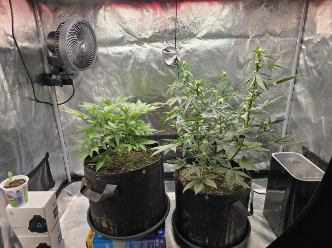🍊Orange Sherbert Auto🍧. Week 5 - both plants