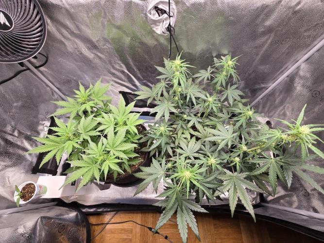 🍊Orange Sherbert Auto🍧. Week 5 - both plants