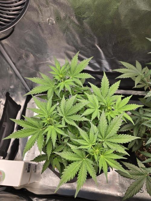 🍊Orange Sherbert Auto🍧. Week 5 - the younger orange sherbert 🔥