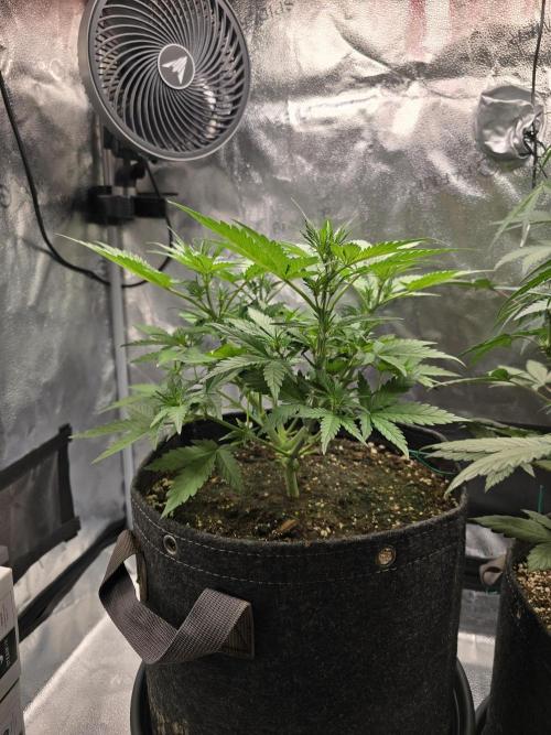🍊Orange Sherbert Auto🍧. Week 5 - younger plant