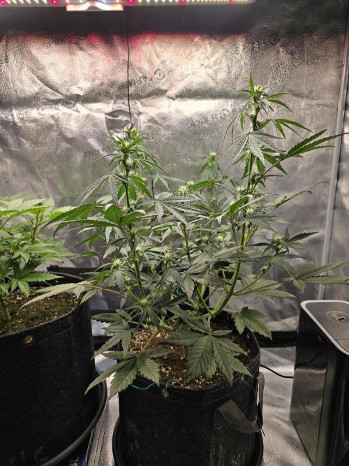 🍊Orange Sherbert Auto🍧. Week 5 - she is going into flowering stage