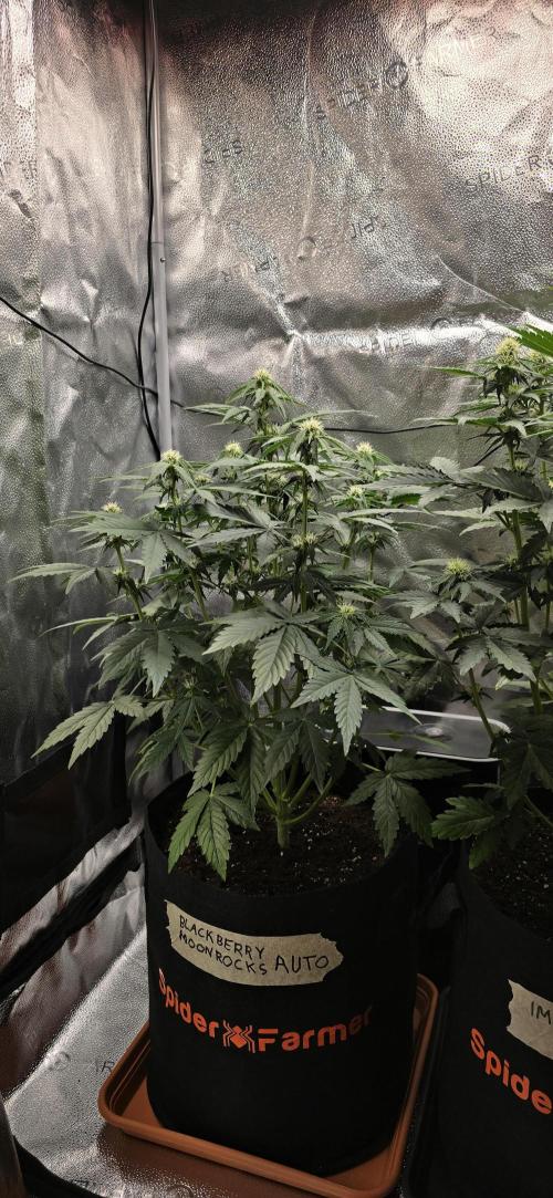 🔥3 Strains Chaos - Anesia Seeds grow. Week 6 - Blackberry Moonrocks Day 36