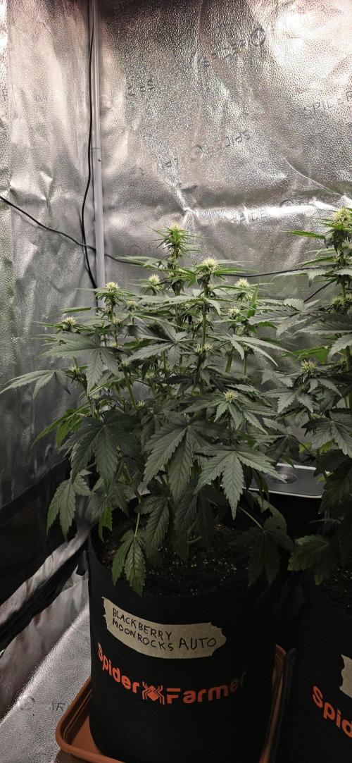 🔥3 Strains Chaos - Anesia Seeds grow. Week 6 - Blackberry Moonrocks Day 37
